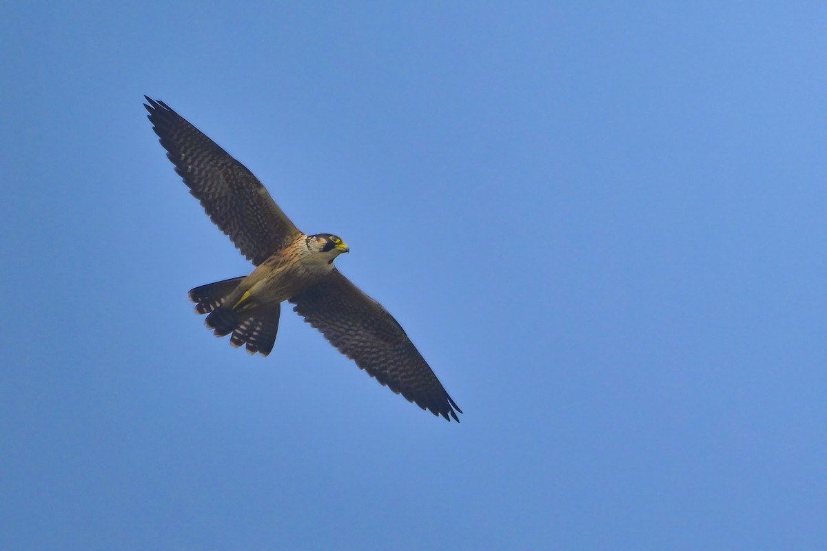 Peregrine Falcon - ML645886179