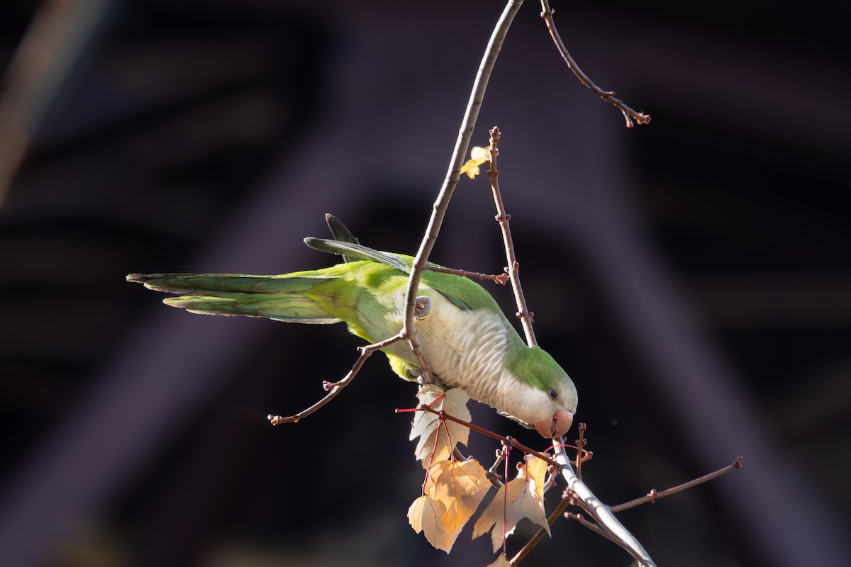 Monk Parakeet - ML645886183