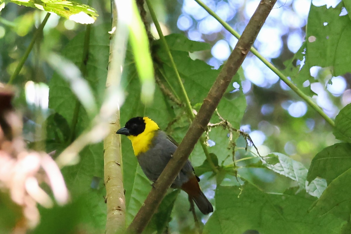 Nelicourvi Weaver - ML645886189