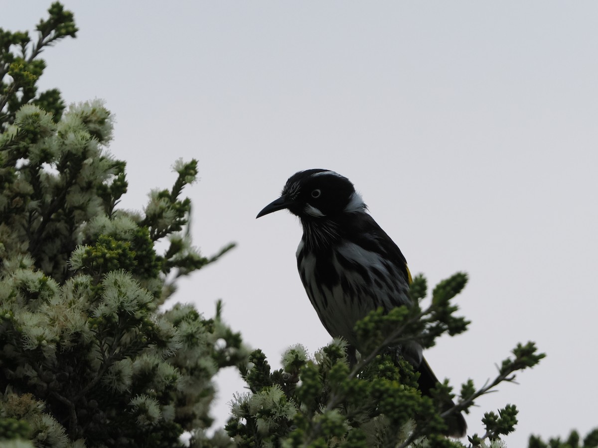New Holland Honeyeater - ML645886190