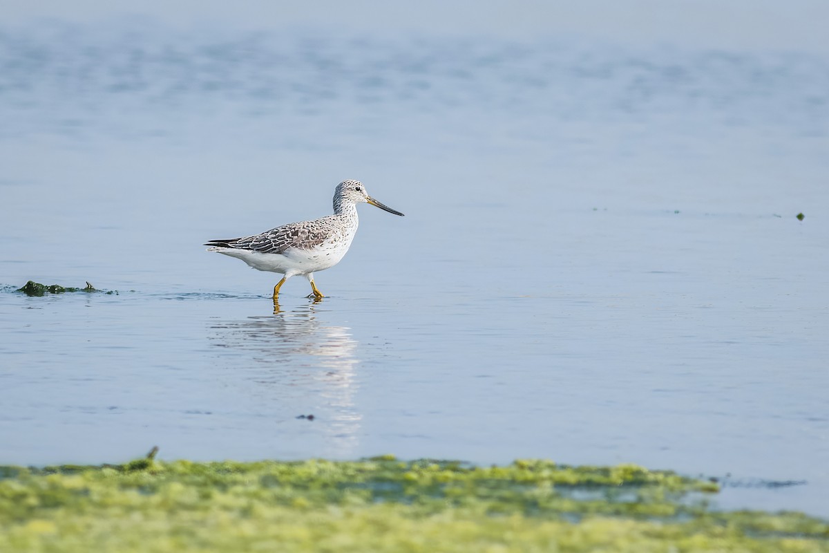 Nordmann's Greenshank - ML645886191