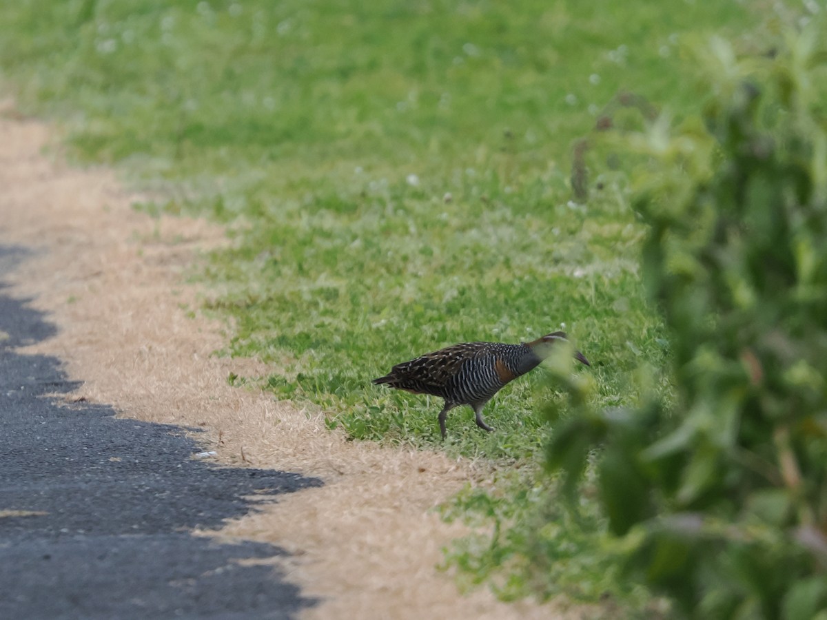 Buff-banded Rail - ML645886193