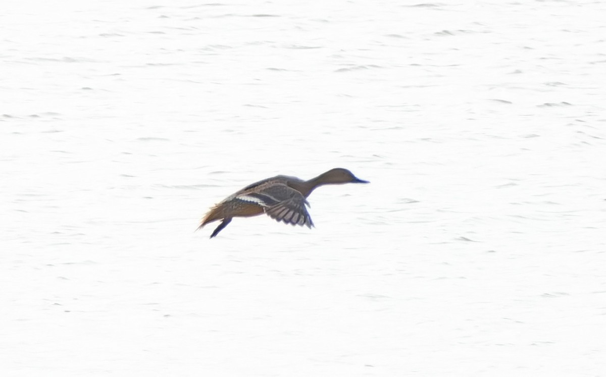Northern Pintail - ML645886194