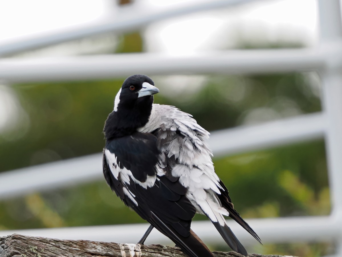 Australian Magpie (White-backed) - ML645886195
