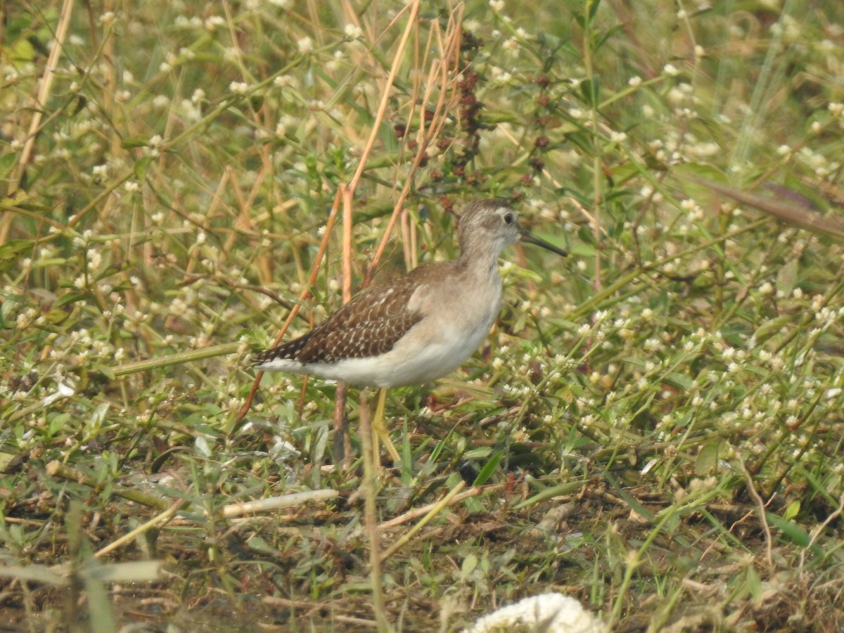 Wood Sandpiper - ML645886198