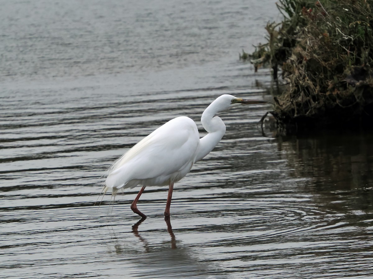 Great Egret - ML645886199