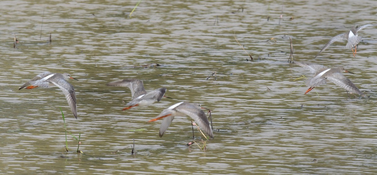 Common/Spotted Redshank - ML645886200