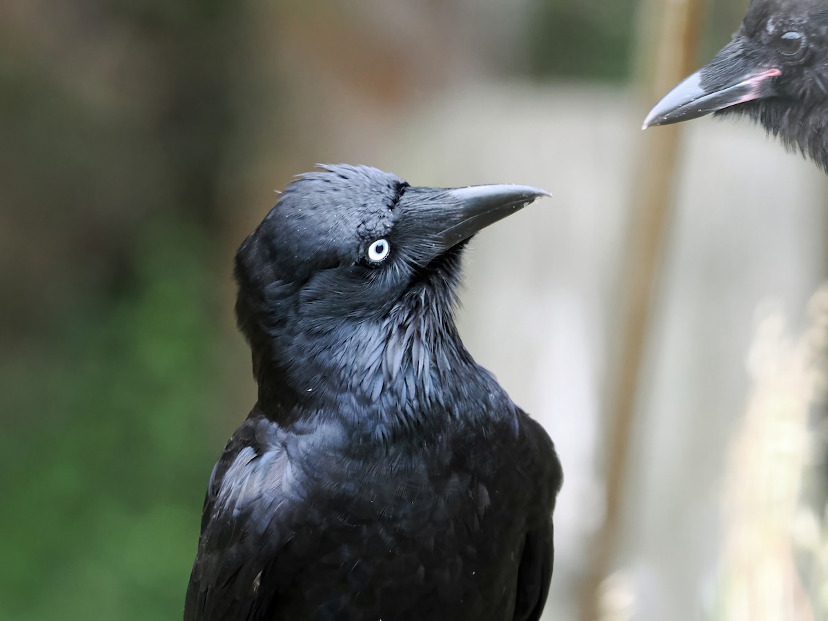 Little Raven - ML645886202