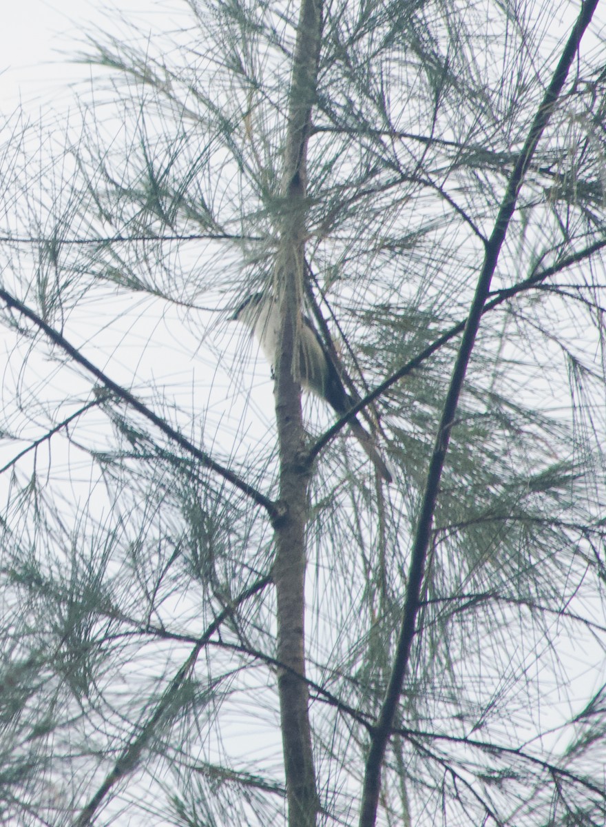 Pied Triller - ML645886203