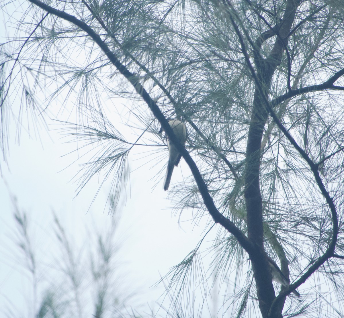 Pied Triller - ML645886204