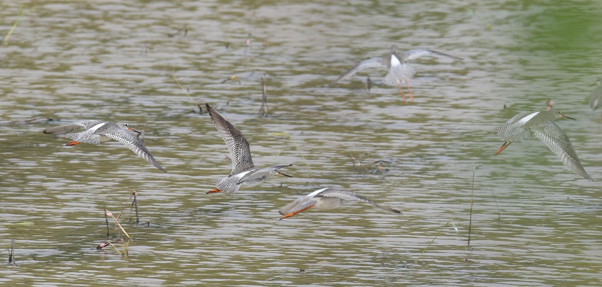 Common/Spotted Redshank - ML645886206