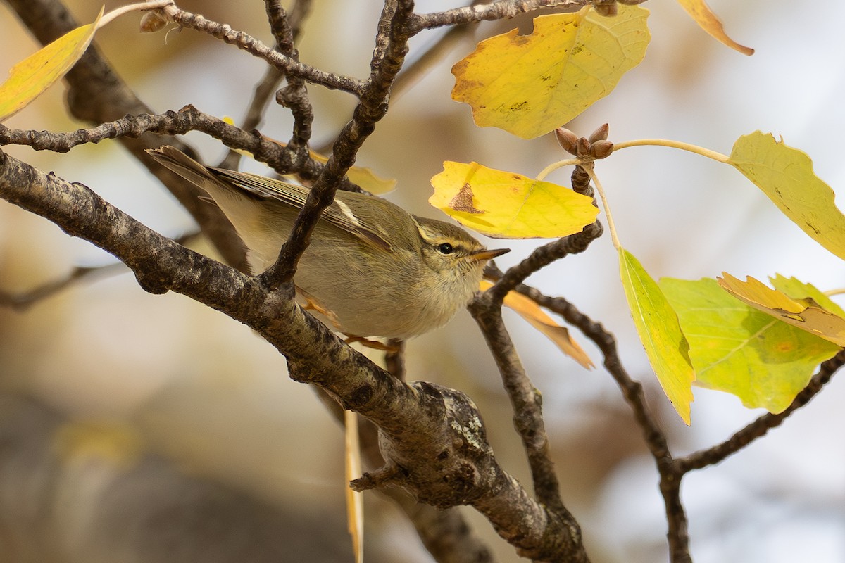 Yellow-browed Warbler - ML645886207