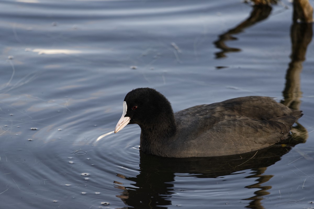 Eurasian Coot - ML645886208