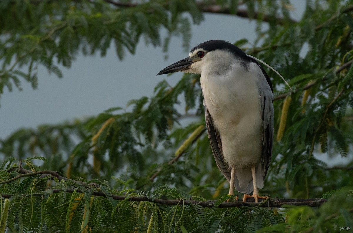 Black-crowned Night Heron - ML645886209