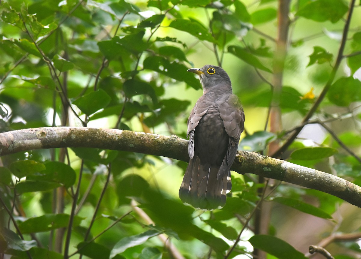 Indian Cuckoo - ML645886210