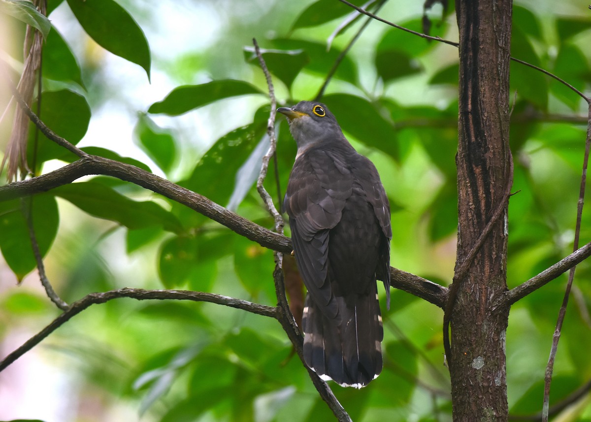 Indian Cuckoo - ML645886211