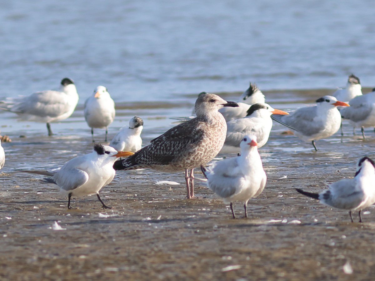 Lesser Black-backed Gull - ML645886212