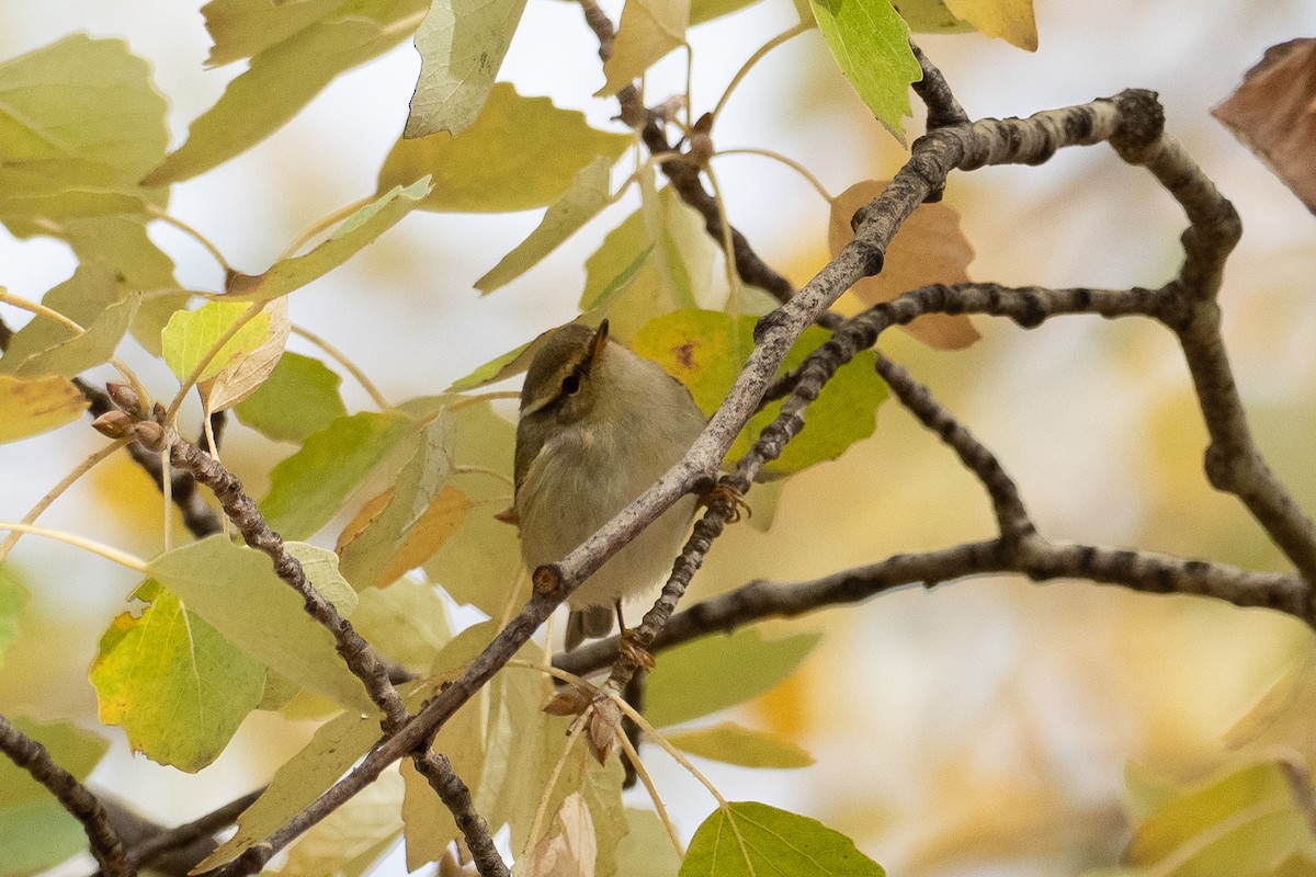 Yellow-browed Warbler - ML645886214