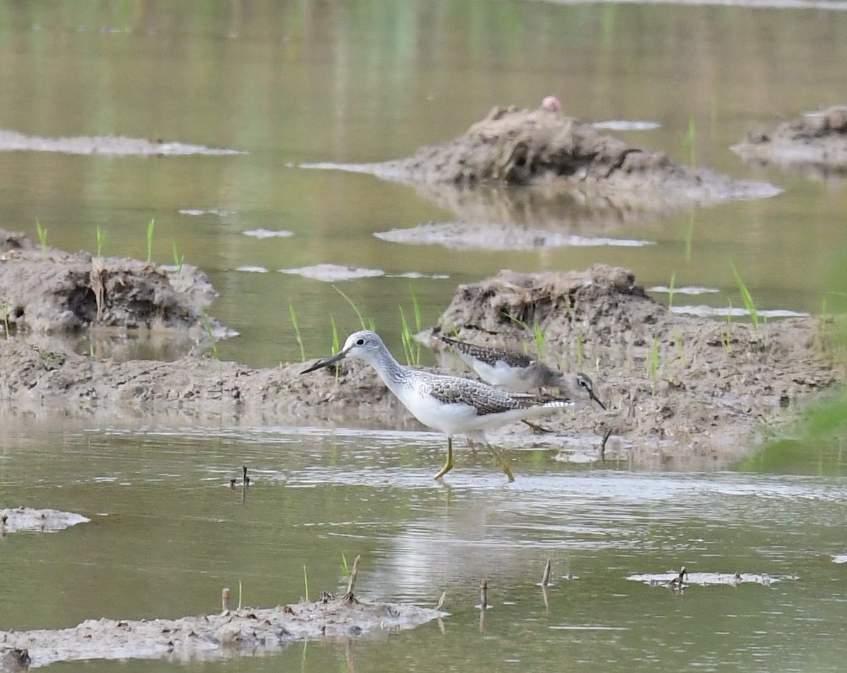 Common Greenshank - ML645886215