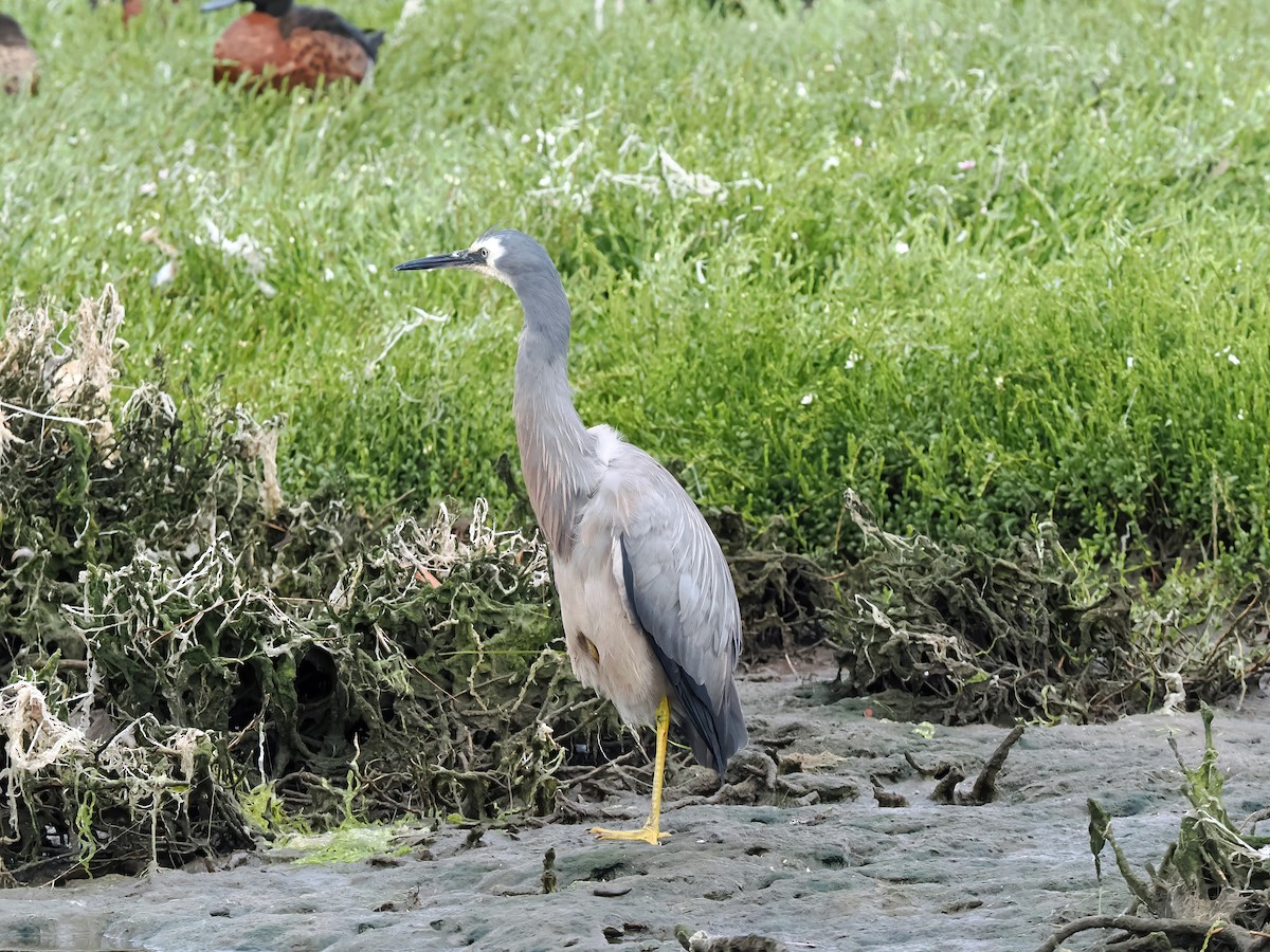 White-faced Heron - ML645886216
