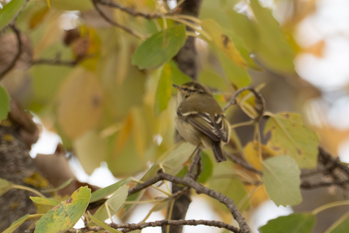 Yellow-browed Warbler - ML645886217