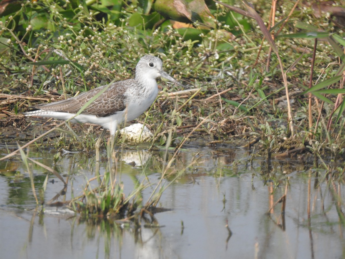 Common Greenshank - ML645886218