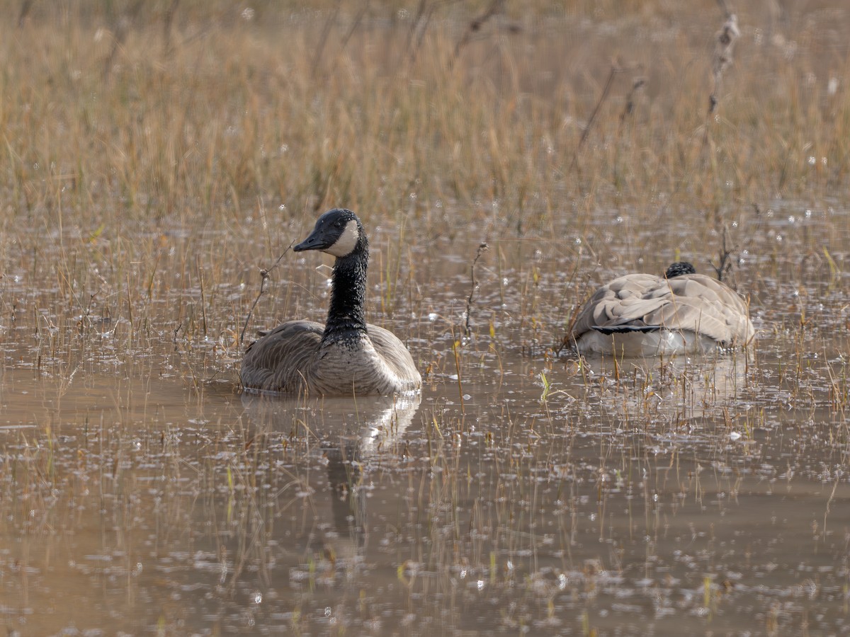 Canada Goose - ML645886220