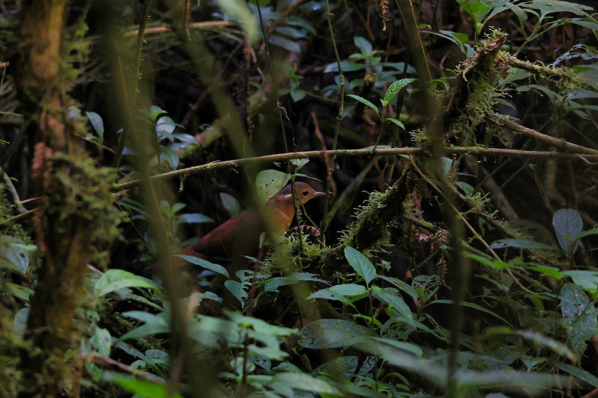 Brown Mesite - ML645886221