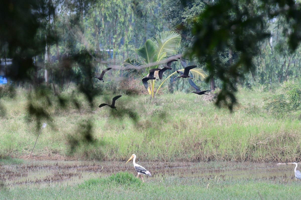 Painted Stork - ML645886222