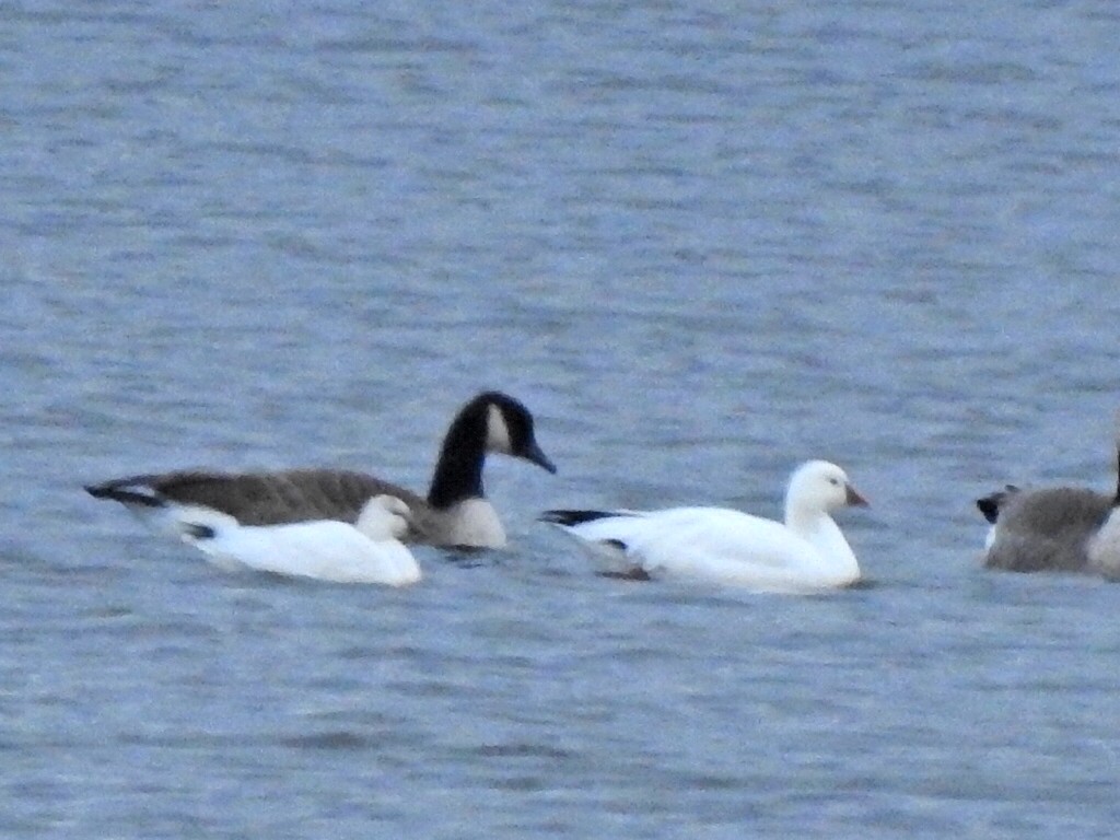 Ross's Goose - ML645886224