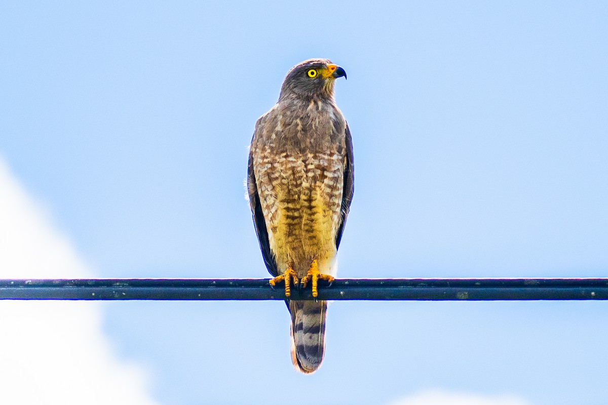 Roadside Hawk - ML645886225