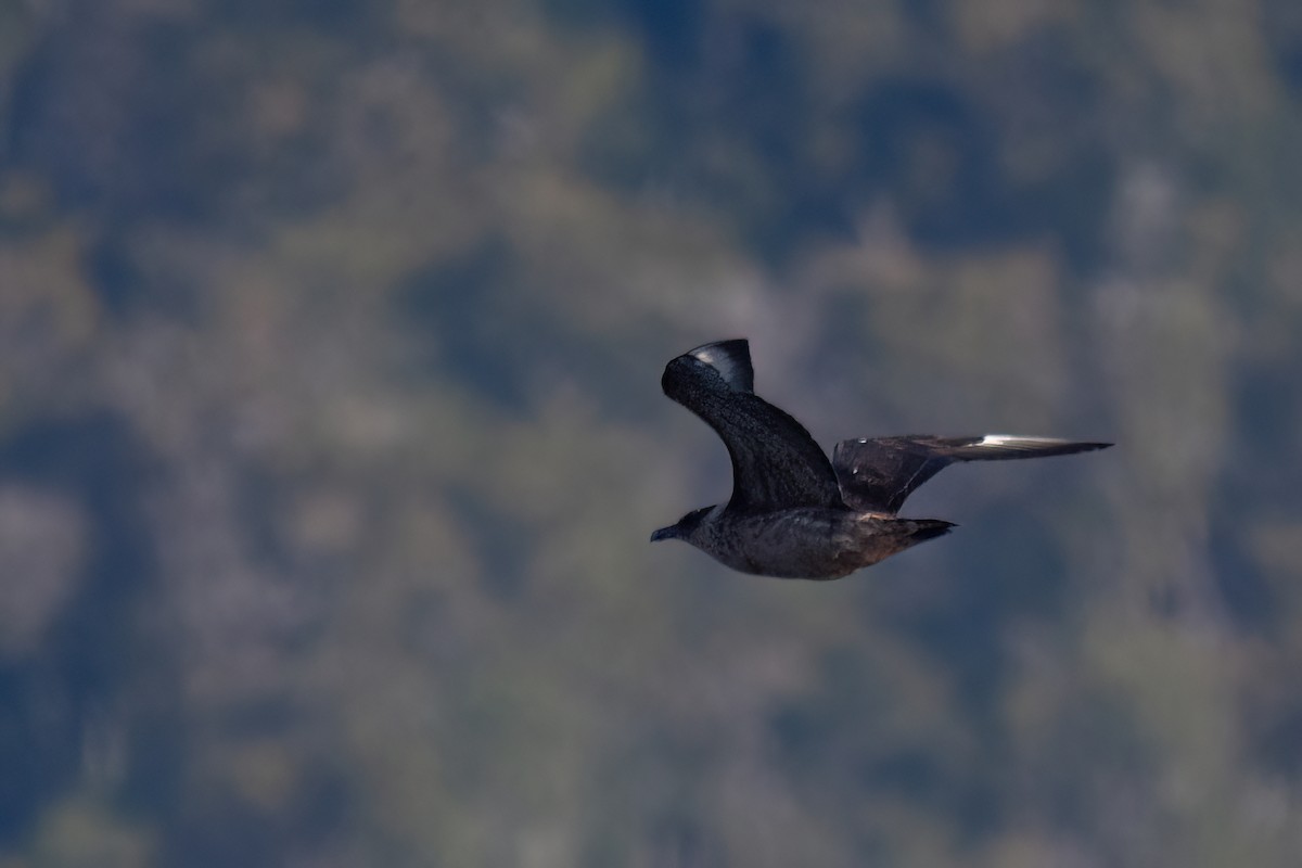 Chilean Skua - ML645886226