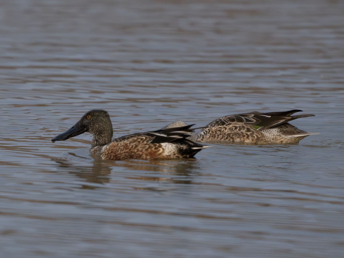 Northern Shoveler - ML645886227