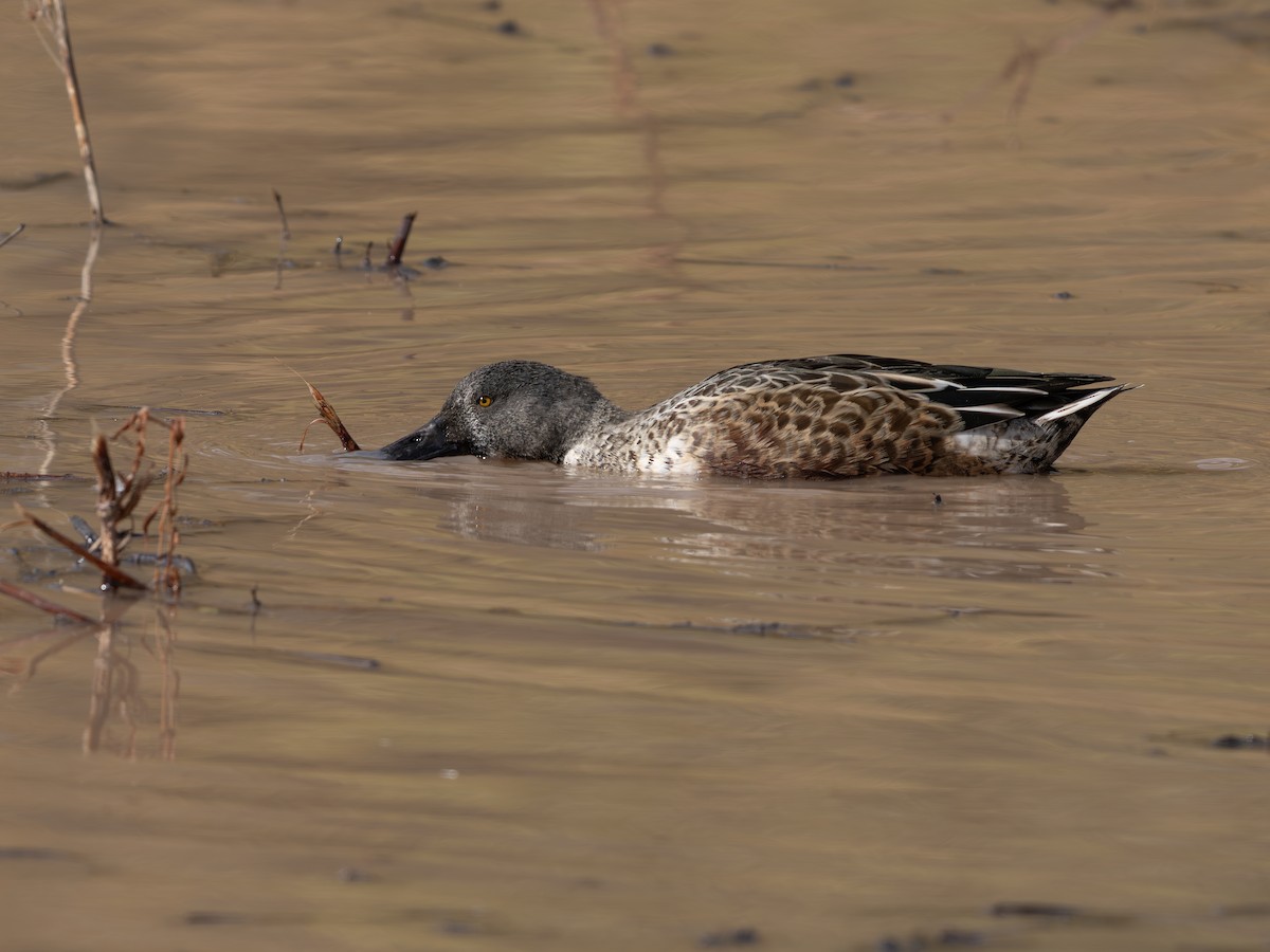 Northern Shoveler - ML645886228