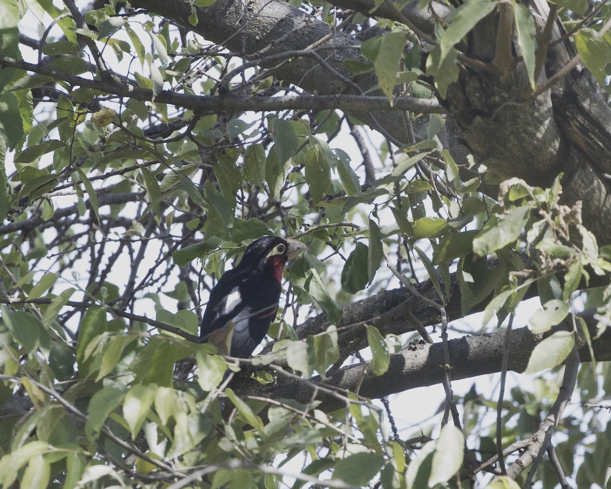 Double-toothed Barbet - ML645886229