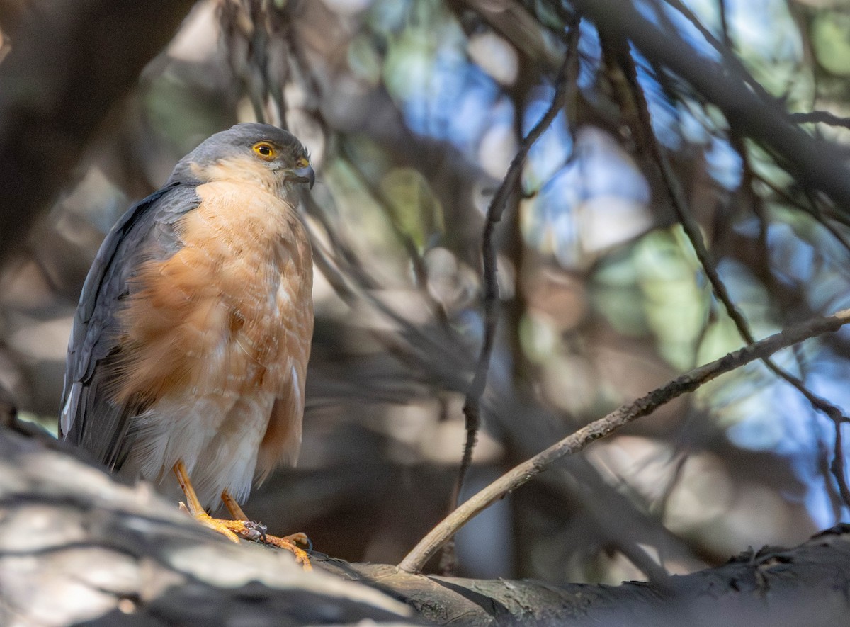 Rufous-breasted Sparrowhawk - ML645886234