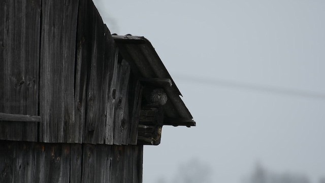 Сич хатній - ML645886237