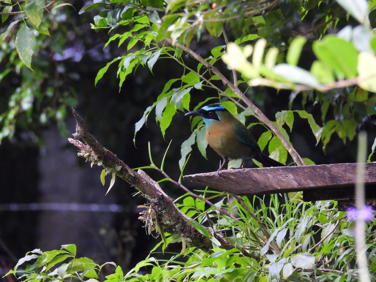 Lesson Motmotu - ML645886255