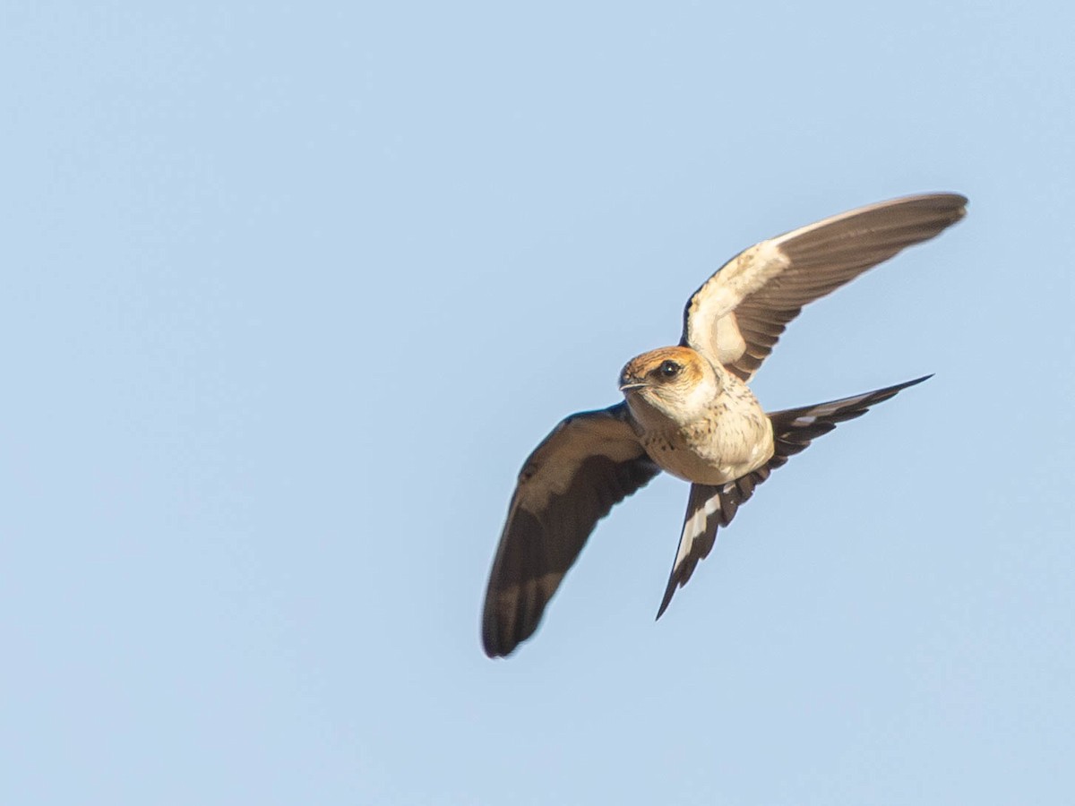 Greater Striped Swallow - ML645886259