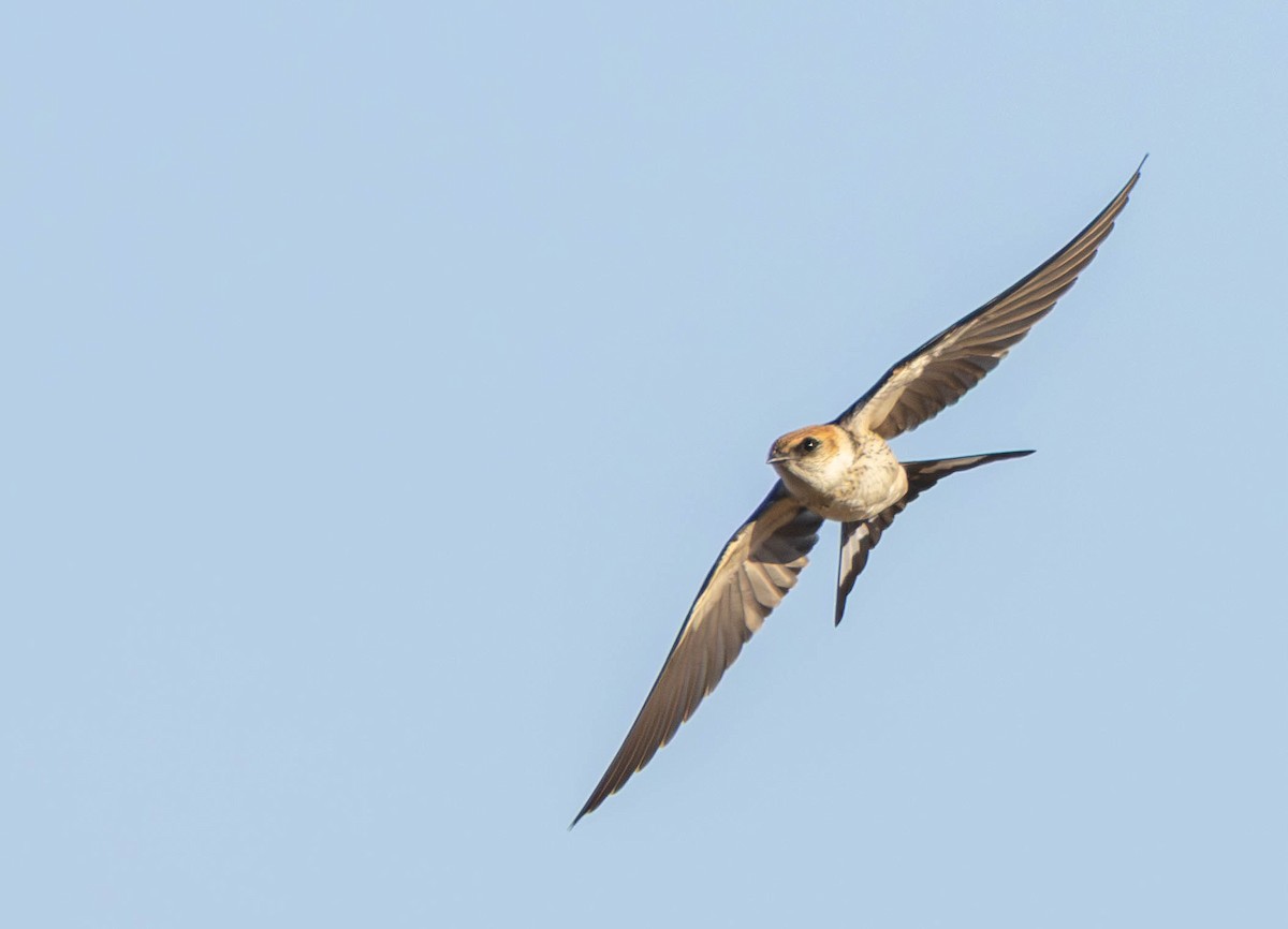 Greater Striped Swallow - ML645886260