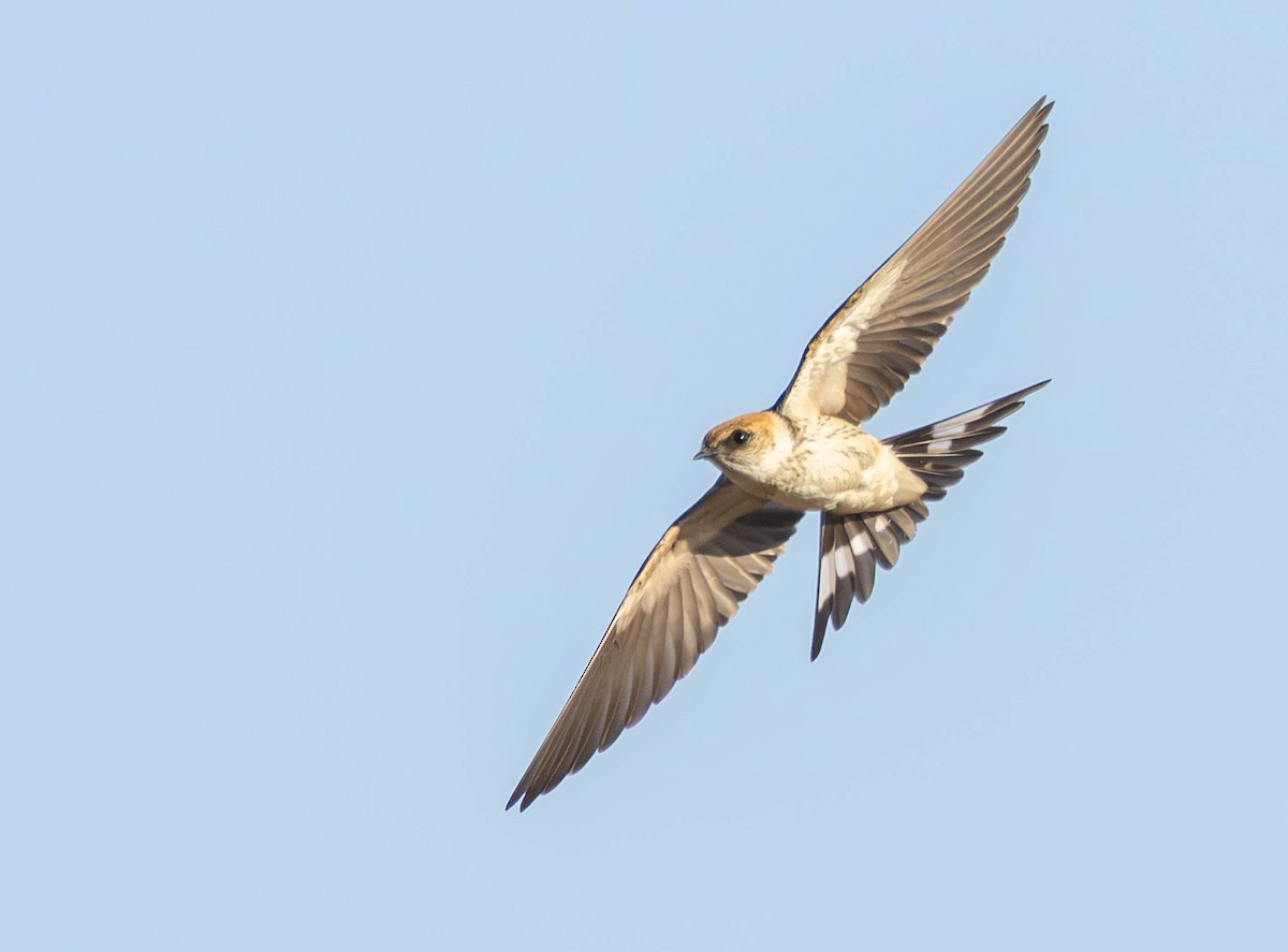 Greater Striped Swallow - ML645886261