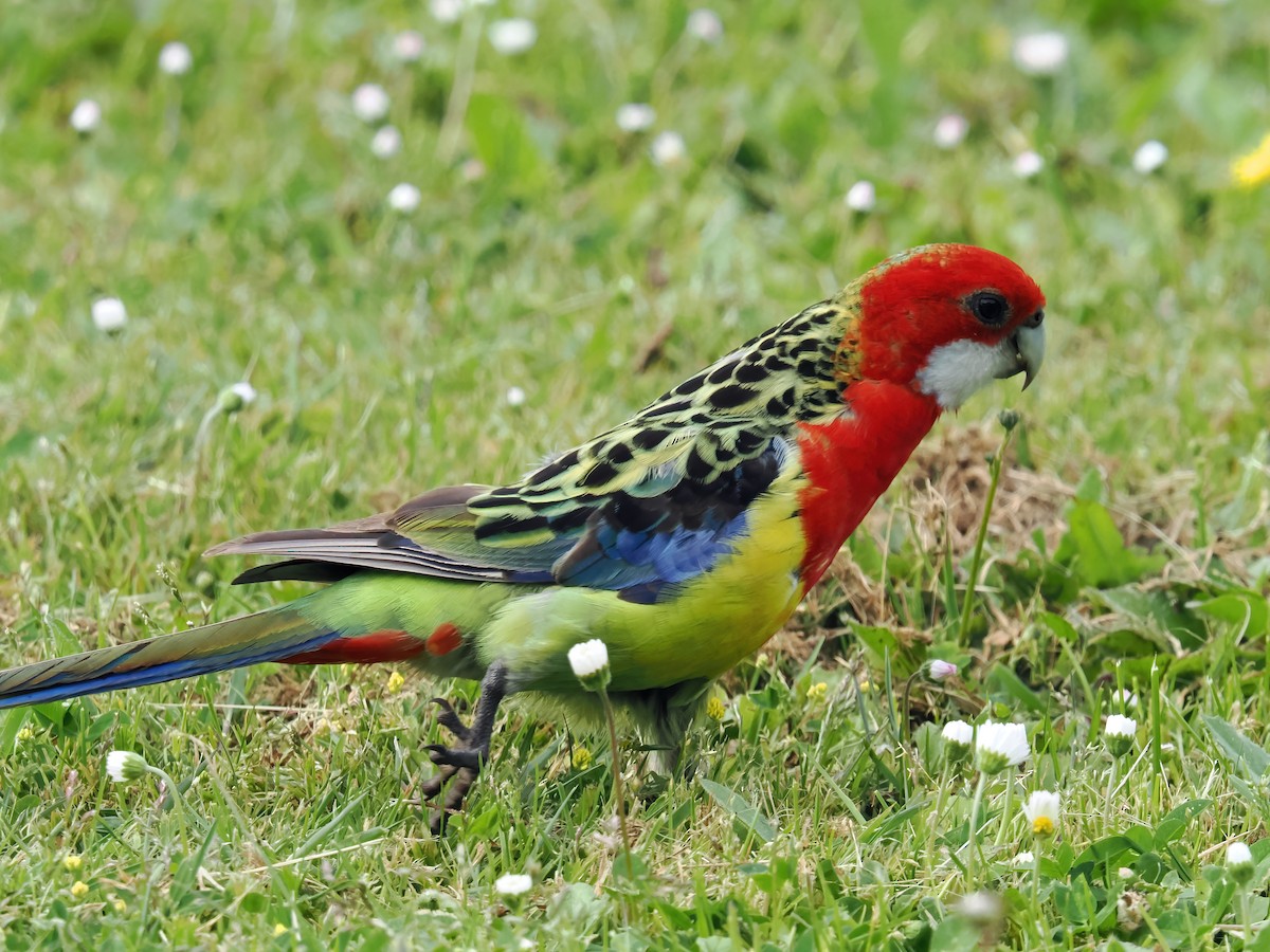 Eastern Rosella - ML645886262