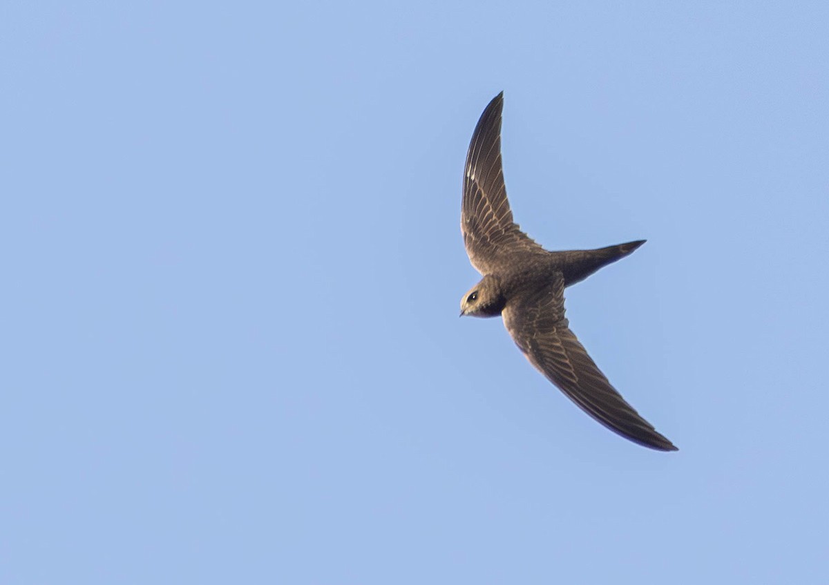 Common Swift - ML645886266