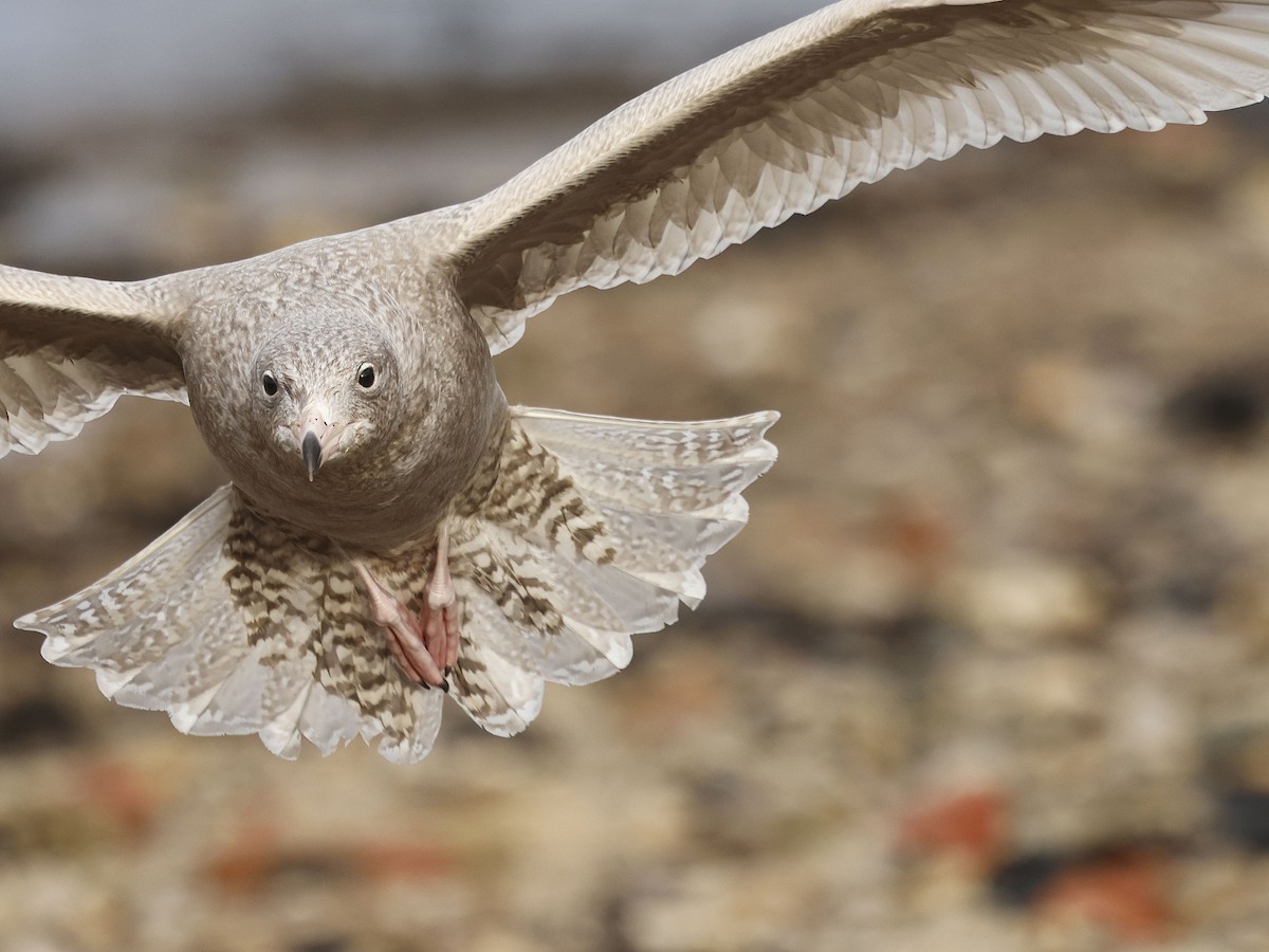 Gavión Hiperbóreo - ML645886267