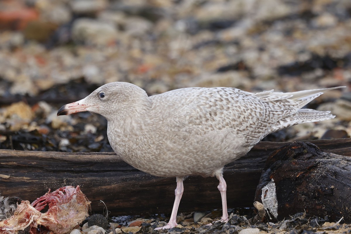 Gavión Hiperbóreo - ML645886269