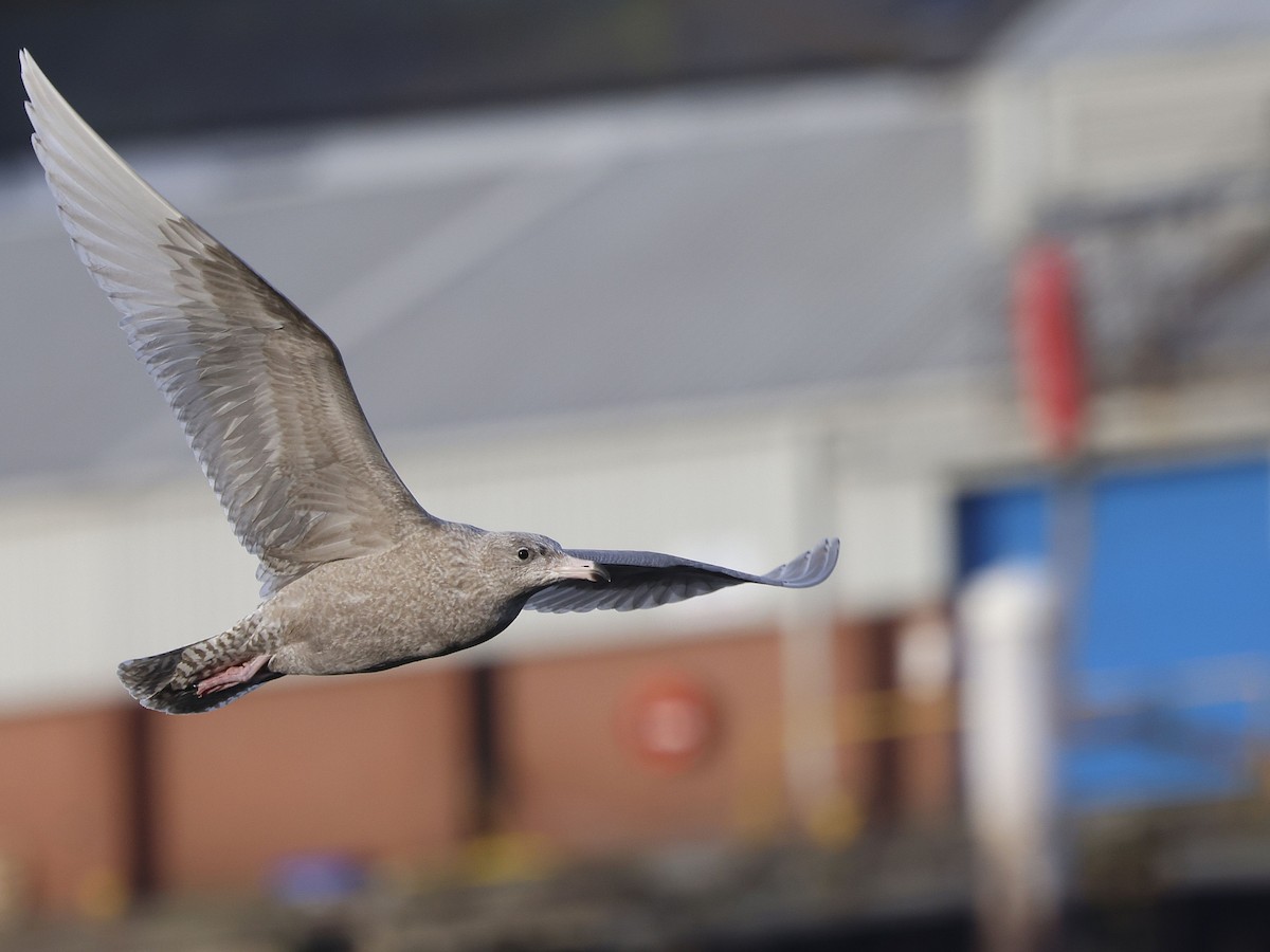 Gavión Hiperbóreo - ML645886281