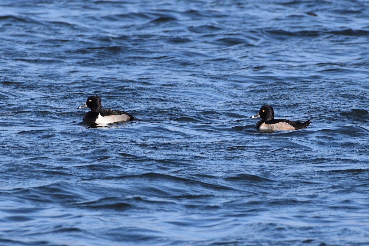 Ring-necked Duck - ML645886282