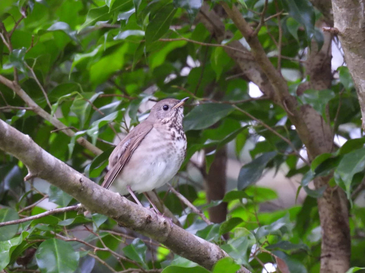 Grauwangen-Musendrossel - ML645886293