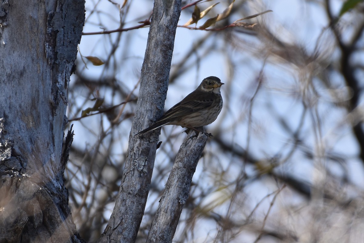 American Pipit - ML645886295