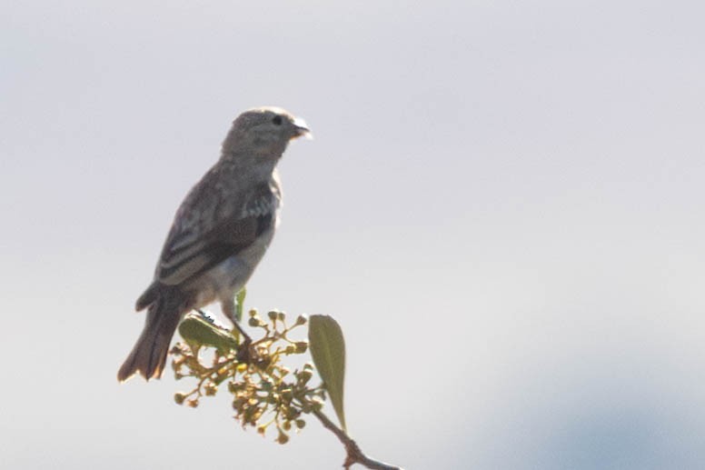 Black-headed Canary - ML645886300